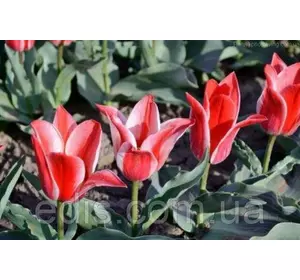 Тюльпан гібрид Грейга Pinocchio (Піноккіо) 3 цибулинки Тюльпан гібрид Грейга Pinocchio (Піноккіо) 3 цибулинки