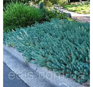 Очиток (седум) відігнутий Blue Spruce (Блю Спрюс) Очиток (седум) відігнутий Blue Spruce (Блю Спрюс)