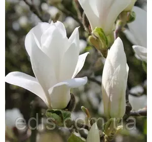 Магнолія Alba Superba 4 роки Магнолія Alba Superba 4 роки