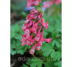 Ряст щільна Beth Evans Ряст щільна Beth Evans