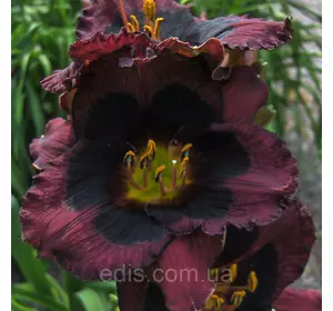 Лілейник Whoopy в контейнері Лілейник Whoopy в контейнері