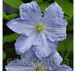 Клематис Blue Angel (блю Енжел) Клематис Blue Angel (блю Енжел)