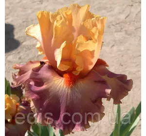 Ірис високий бородатий Rio (Ріо) Ірис високий бородатий Rio (Ріо)