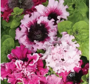 Петунія бахромчата гігантська Черниго тріумф F1, 10 насінин-драже, Яскрава PREMIUM Петунія бахромчата гігантська Черниго тріумф F1, 10 насінин-драже, Яскрава PREMIUM