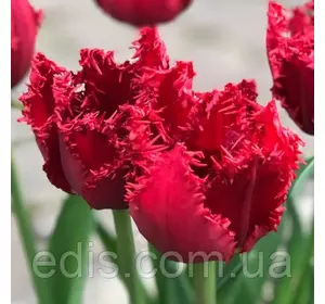 Тюльпан Valerij Gergiev (Валерій Гергієв) оторочений 3 цибулини Тюльпан Valerij Gergiev (Валерій Гергієв) оторочений 3 цибулини