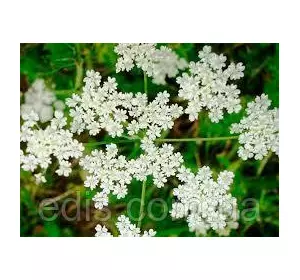 Аніс 0,1 г насіння Яскрава Аніс 0,1 г насіння Яскрава