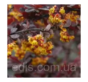 Барбарис оттавский Superba у контейнері Барбарис оттавский Superba у контейнері