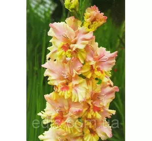 Гладіолус гофрований Painted Frizzle 3 шт./уп. Гладіолус гофрований Painted Frizzle 3 шт./уп.