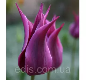 Тюльпан лілієвидний Burgundy (Бургунді) 3 цибулини Тюльпан лілієвидний Burgundy (Бургунді) 3 цибулини