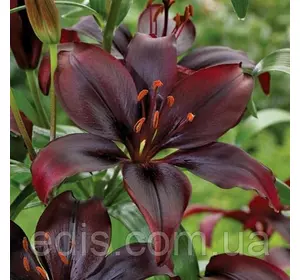 Лілія азіатська Mapira (Мапейра) 1 цибулина 12/14 Лілія азіатська Mapira (Мапейра) 1 цибулина 12/14