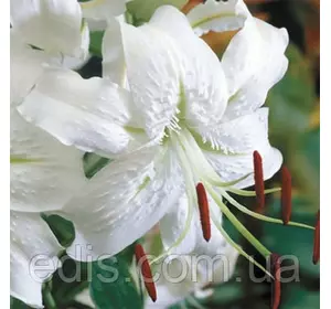 Лілія звисаюча Speciosum Album (Спеціосум Альбум) 1 цибулина 12/14 Лілія звисаюча Speciosum Album (Спеціосум Альбум) 1 цибулина 12/14