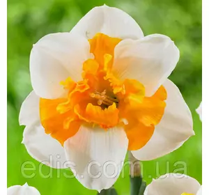 Нарцис разрезнокорончатый Love Call (Лав Колл) 2 цибулинки 12/14 Нарцис разрезнокорончатый Love Call (Лав Колл) 2 цибулинки 12/14