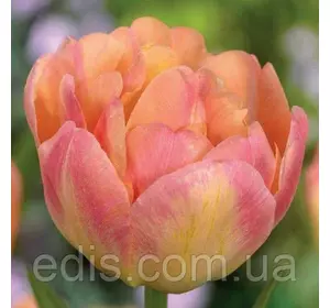 Тюльпан махровий пізній Happy Upstar (Хепі Апстар) Декоративнолистяний! 3 цибулини Тюльпан махровий пізній Happy Upstar (Хепі Апстар) Декоративнолистяний! 3 цибулини
