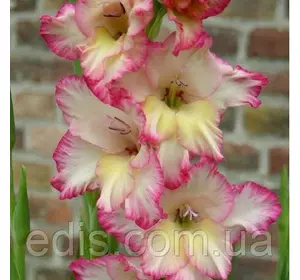 Гладіолус Orlando 8/10 3 цибулини Гладіолус Orlando 8/10 3 цибулини
