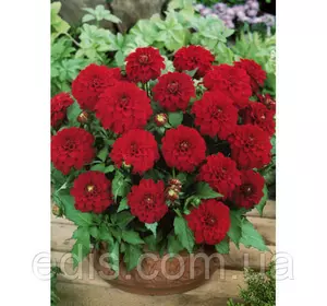 Жоржина низькоросла Gallery Rivera Жоржина низькоросла Gallery Rivera