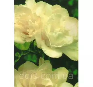 Фрезія махрова біла 5 цибулин Фрезія махрова біла 5 цибулин