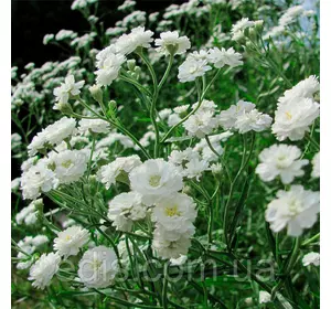 Гіпсофіла волотиста (багаторічна) біла, саджанець Гіпсофіла волотиста (багаторічна) біла, саджанець