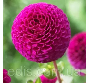 Жоржина Помпонная Rocco Жоржина Помпонная Rocco