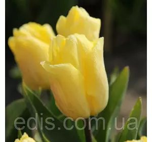 Тюльпан простий ранній Sunny Prince (Санні Принц) 3 цибулинки Тюльпан простий ранній Sunny Prince (Санні Принц) 3 цибулинки