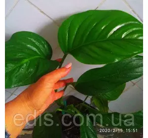 Монстера Карвінської кімнатна рослина h = 120-150 см. горщик 3 л. Монстера Карвінської кімнатна рослина h = 120-150 см. горщик 3 л.