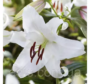 Лілія орієнтальна Ice Dancer (Айс Дансер) 1 цибулина 12/14 Лілія орієнтальна Ice Dancer (Айс Дансер) 1 цибулина 12/14