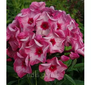 Флокс волотистий Ferris Wheel (Ферріс Вил) Флокс волотистий Ferris Wheel (Ферріс Вил)