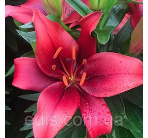 Лілія низькоросла Salinero 1 цибулина 12/14 Лілія низькоросла Salinero 1 цибулина 12/14