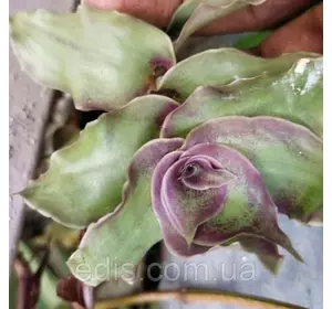 Живець Каллізія Конгеста Dragon's Tail (Хвіст дракона), свіжозріз 4-5 міжвузлів Живець Каллізія Конгеста Dragon's Tail (Хвіст дракона), свіжозріз 4-5 міжвузлів