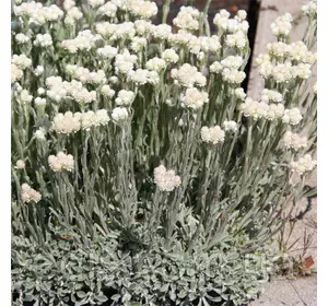 Кошачья лапка (Антеннария) белая Р9 Кошачья лапка (Антеннария) белая Р9