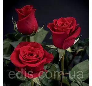 Троянда Фрідом(Freedom) чайно-гібридна Троянда Фрідом(Freedom) чайно-гібридна