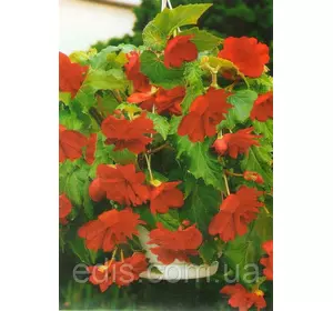Бегонія бульбова Ампельна Червона, 1 бульба Бегонія бульбова Ампельна Червона, 1 бульба