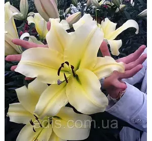Лілія ОТ гібрид гігант Honeymoon (Ханімун) 1 цибулина 12/14 Лілія ОТ гібрид гігант Honeymoon (Ханімун) 1 цибулина 12/14
