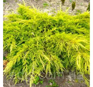 Ялівець Gold Star (Голд Стар) у контейнері Ялівець Gold Star (Голд Стар) у контейнері