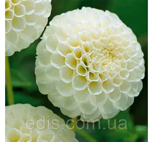 Жоржина Помпонная Snowflake Жоржина Помпонная Snowflake