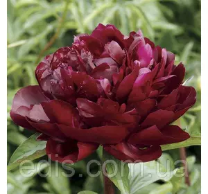 Півонія Armani (Армані) кореневище Півонія Armani (Армані) кореневище