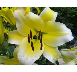 Лилия гигант Conca d'Or (Конкадор) 1 цибулина 12/14 Лилия гигант Conca d'Or (Конкадор) 1 цибулина 12/14