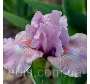 Ірис карликовий Lilla Roza Ірис карликовий Lilla Roza