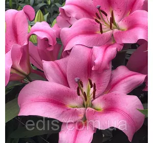 Лілія OT гібрид Provecho 1 цибулина 12/14 Лілія OT гібрид Provecho 1 цибулина 12/14