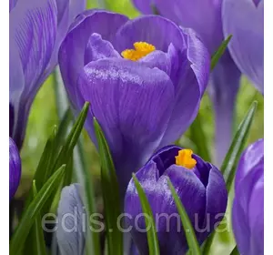 Крокус Великоквітковий Remembrance 5 цибулин Крокус Великоквітковий Remembrance 5 цибулин