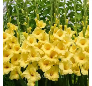 Гладіолус Bananarama (Бананарама) 3 шт/уп. 14/16 Гладіолус Bananarama (Бананарама) 3 шт/уп. 14/16