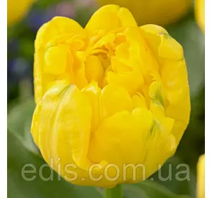 Тюльпан махровий Yellow Baby (Єллоу Бебі) 3 цибулинки Тюльпан махровий Yellow Baby (Єллоу Бебі) 3 цибулинки