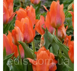 Тюльпан гібрид Грейга Orange Toronto (Оранж Торонто) 3 цибулинки Тюльпан гібрид Грейга Orange Toronto (Оранж Торонто) 3 цибулинки