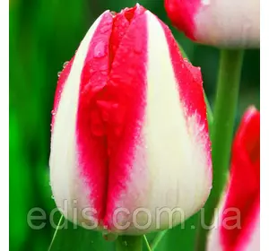 Тюльпан Тріумф Alectric (Алектрик) 3 цибулини Тюльпан Тріумф Alectric (Алектрик) 3 цибулини