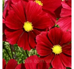 Космея Низькоросла Яскраво-червона 0,15 г, насіння Яскрава Космея Низькоросла Яскраво-червона 0,15 г, насіння Яскрава