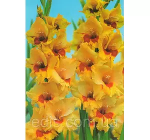 Гладіолус Jaster (Джестер) 10/12 3 цибулини Гладіолус Jaster (Джестер) 10/12 3 цибулини