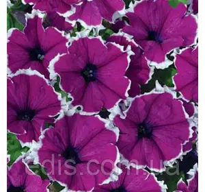 Петунія крупноквіткова Пікоті суміш 15-20 сем ТМ Яскрава Петунія крупноквіткова Пікоті суміш 15-20 сем ТМ Яскрава