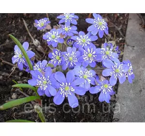 Печіночниця благородна (переліска) Печіночниця благородна (переліска)