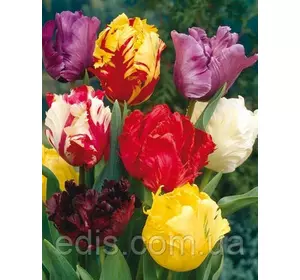 Суміш папугових тюльпанів, 9 цибулин Суміш папугових тюльпанів, 9 цибулин