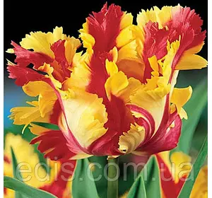 Тюльпан папуговий Flaming Parrot 3 цибулинки Тюльпан папуговий Flaming Parrot 3 цибулинки