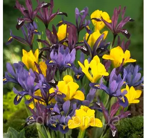 Ірідодіктіум (ірис сітчастий) суміш 10 цибулин Ірідодіктіум (ірис сітчастий) суміш 10 цибулин